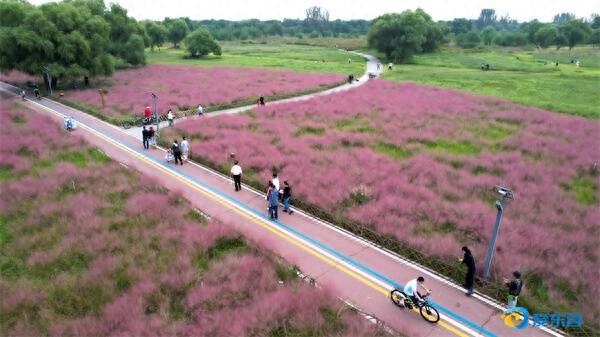粉黛花海醉游人