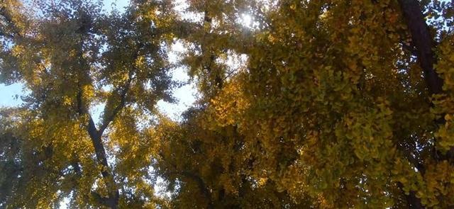 迁安：一树金黄映古村 醉了初冬韵悠长