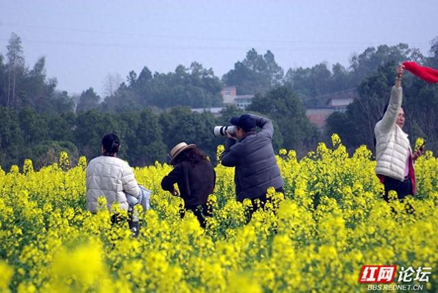 【赴春之约】株洲赏春好去处：仙庾镇徐家塘金色花海正当时