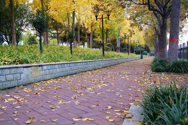 我们的城市叫郑州｜落叶缓扫拉长秋韵保质期