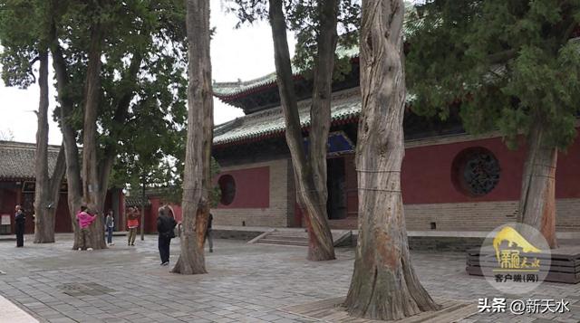 天水：古树新芽共绘绿色长卷