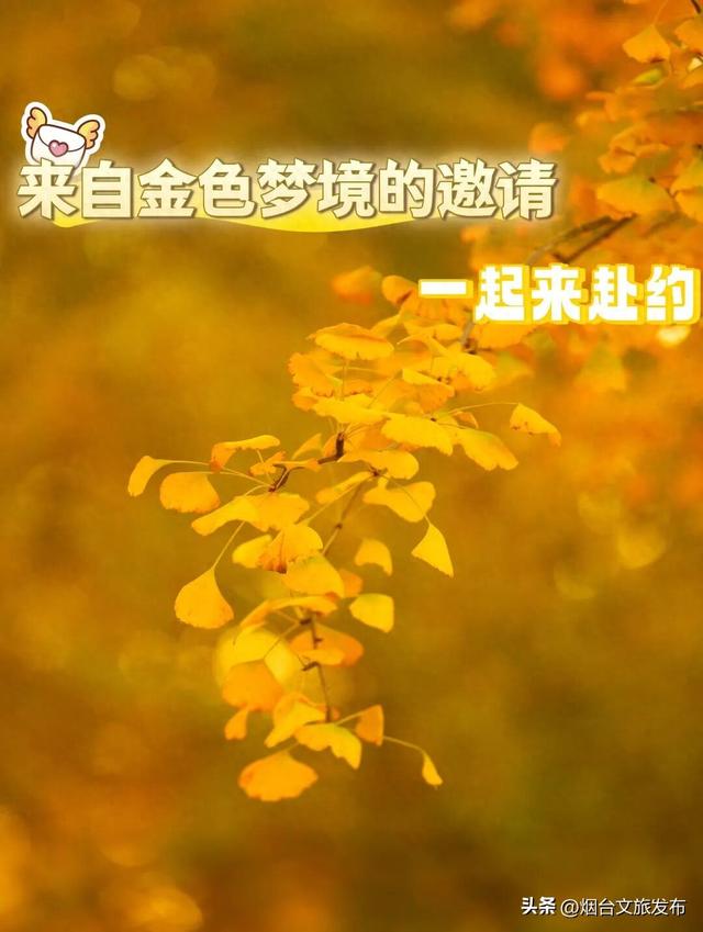 【乐游烟台】这是一份来自“金色梦境”的邀约，一起来撒欢