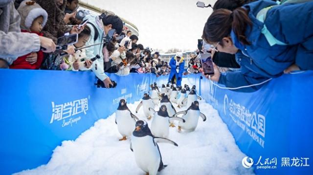 哈尔滨：“淘学企鹅”迎来首场“粉丝见面会”