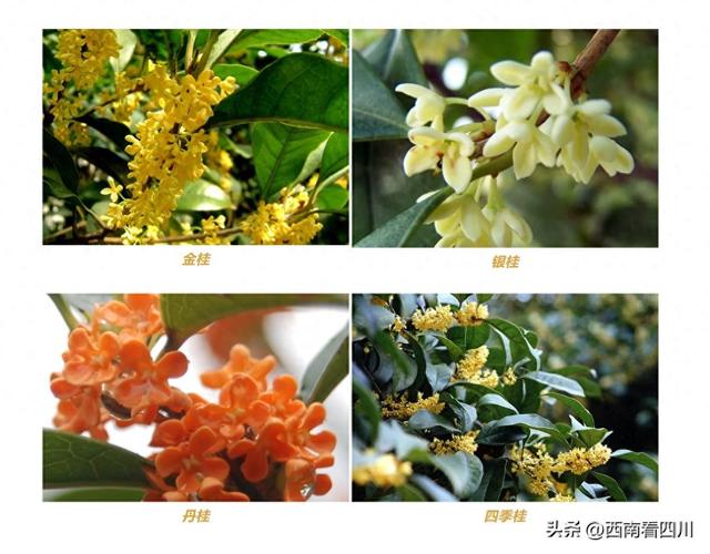 全城达Ⅲ级！成都桂花香正浓：20个点位盛放中，官方推荐这三条线