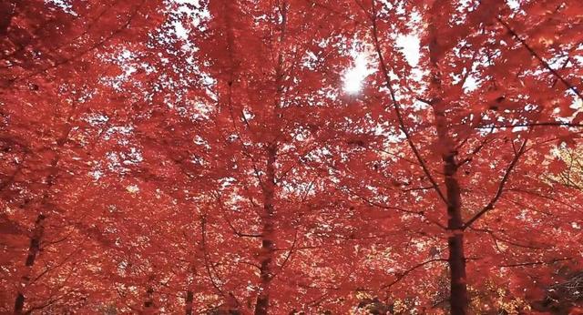 层林尽染！山东金秋红叶观赏地图出炉 解锁醉美秋景