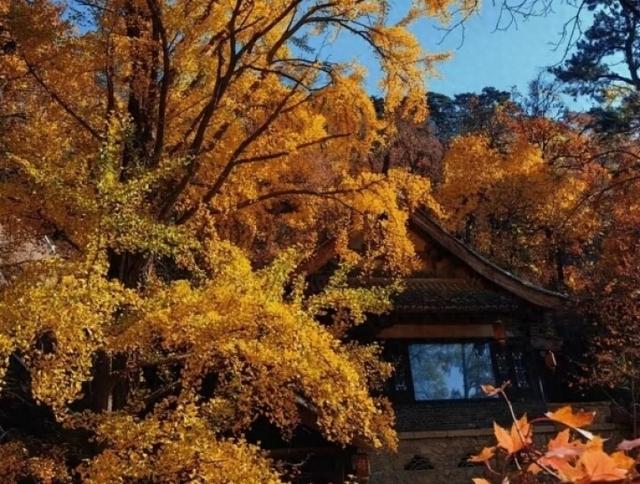 这份指南请收好！千山银杏最佳观赏期即将到来