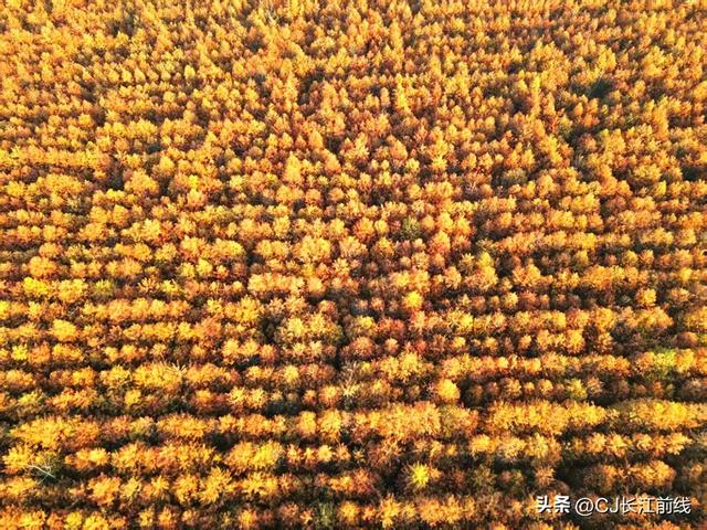 河南淮滨：“麻布地毯”上的一片杉林红