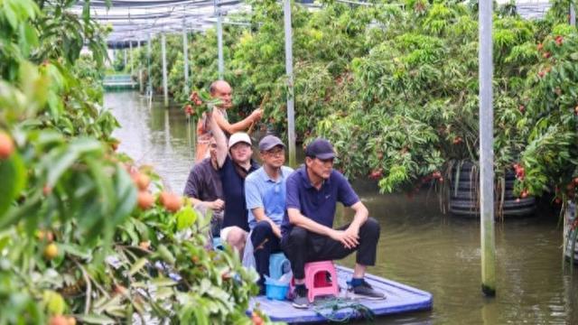沪郊枫泾，这片水上荔枝林红了，盛邀市民前来现摘现吃！持续到8月1日