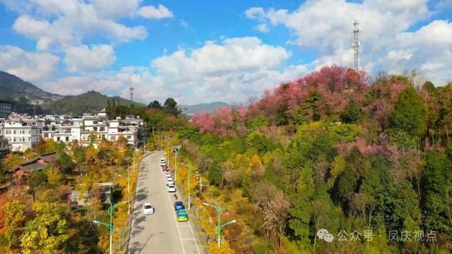 云南凤庆:冬樱粉艳扮城郭 诗意栖居醉游人