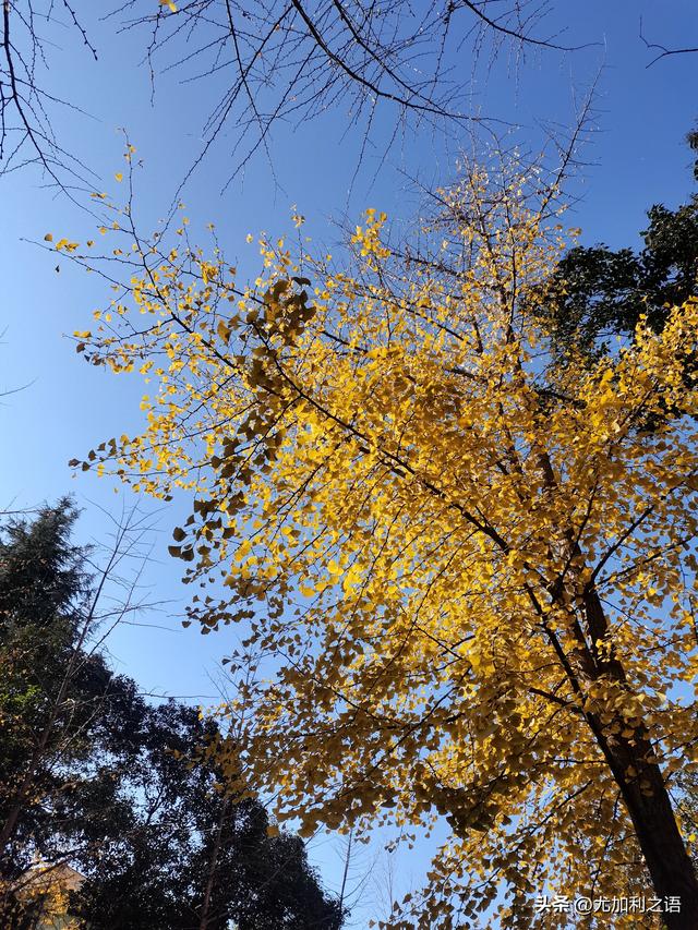 银杏树掉叶子是什么原因（别再等了）