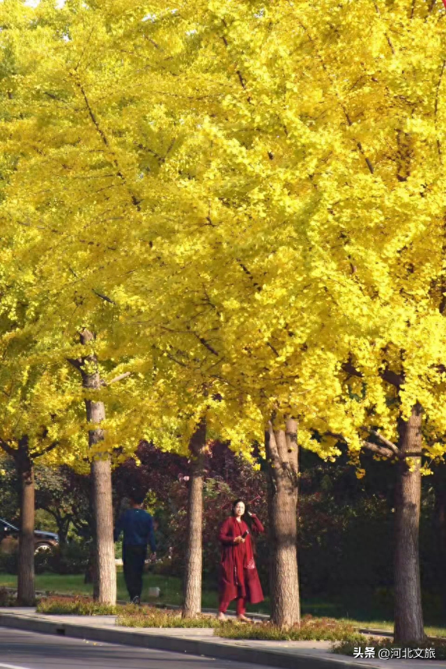 收藏！秦皇岛“银杏观赏地图”出炉，这八处胜地解锁璀璨深秋~