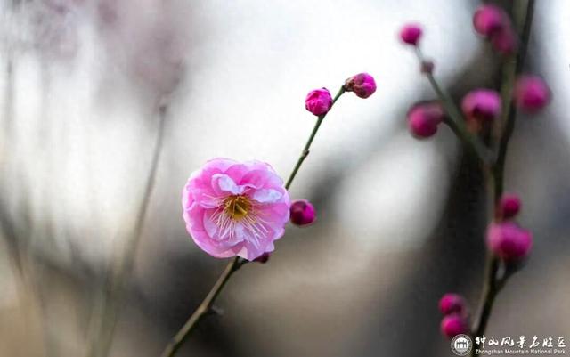 梅花山早梅“剧透”！盛花期在……