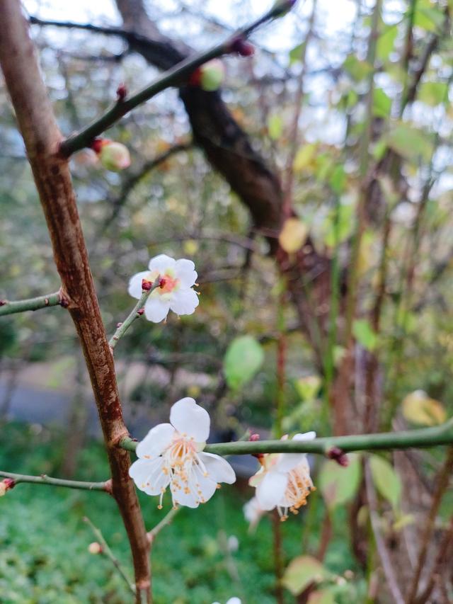 南宁石门公园梅花开成冬日限定的“雪”