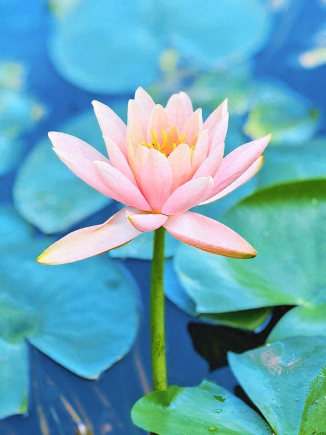 睡莲绽放，永定公园美如莫奈画作