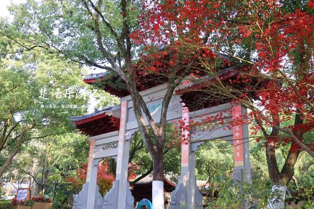 浙江绍兴这片风景真的太美了，五彩枫树犹如天然油画，拍照太出片