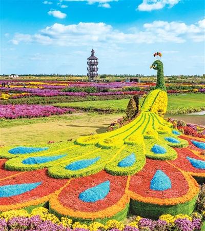 千垛菊花迎客来（侨乡新貌）