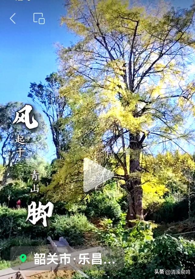 九峰大廊古银杏：岁月长青里的绿美乡愁