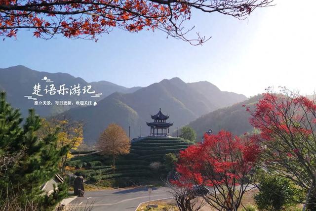 浙江宁波的千年古村，银杏红枫相映堪比油画，梯田茶园比画还要美