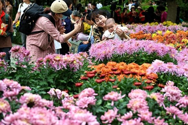 福建福州：4万余盆菊花展出