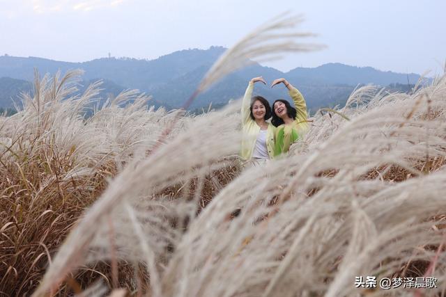 安陆：当银杏遇见芦苇 画框里的诗与远方