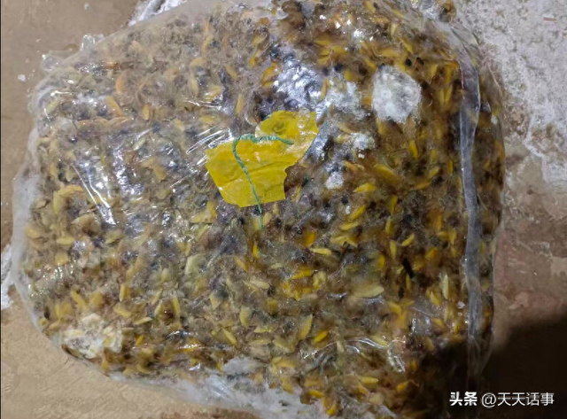 北海市约5.64吨冰冻的花甲螺肉拍卖，7人竞拍，但5.9万就成交