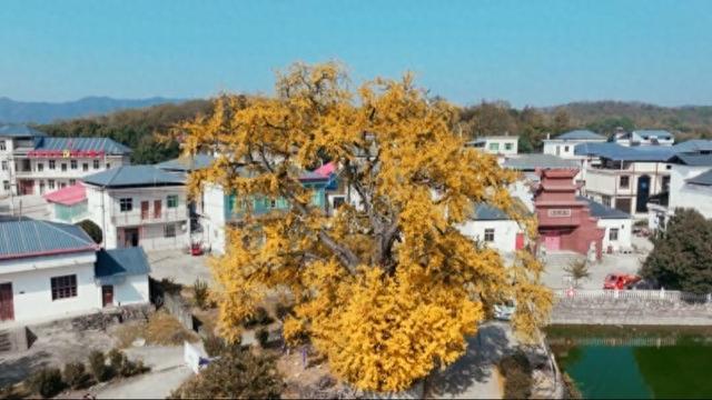 江西彭泽：初冬观叶进入最佳时节 感受五百年古银杏的金色浪漫