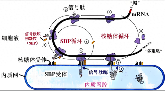 信号肽是什么（表达蛋白必须了解的信号肽知识）