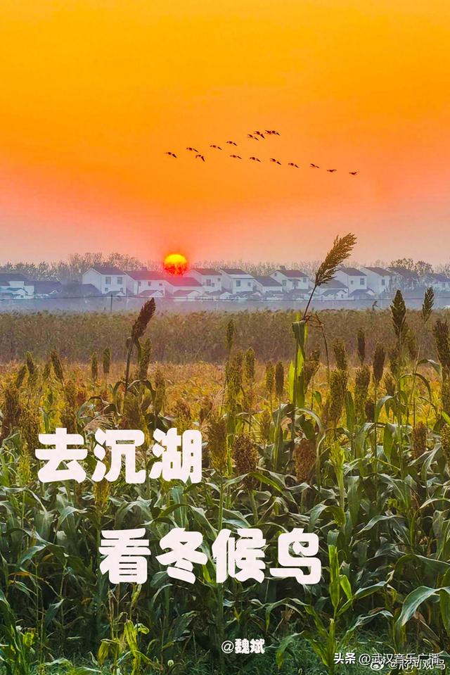 万雁云集，到沉湖看冬候鸟