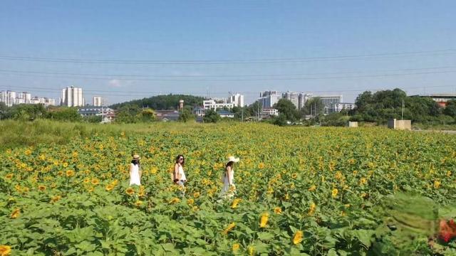 坨院村：百亩向日葵成打卡新热点