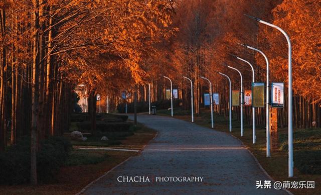 武汉秋日漫步，芦苇摇摆梧桐金黄，这些美景让人流连忘返