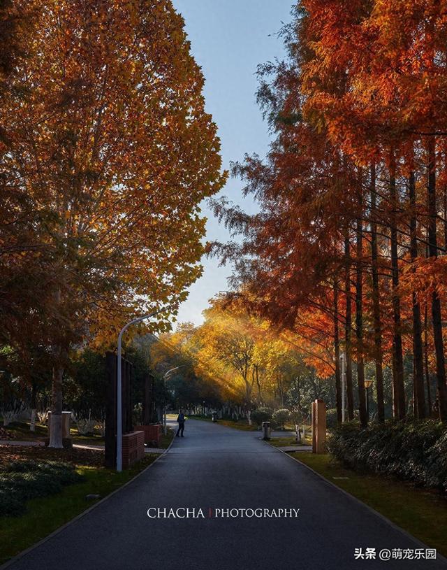 秋风一吹武汉就美成诗，戴家湖公园如水墨画，我脚步慢心也静了