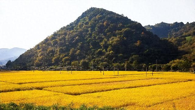 临安板桥深秋：稻浪翻金处 偷得半日山居甜