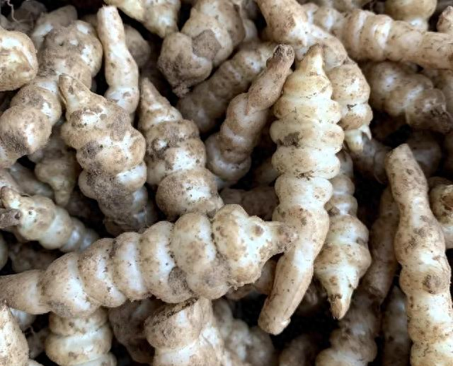 “冬天吃一根，腿脚站稳跟”！买10斤腌起来	，随吃随取，开胃下饭