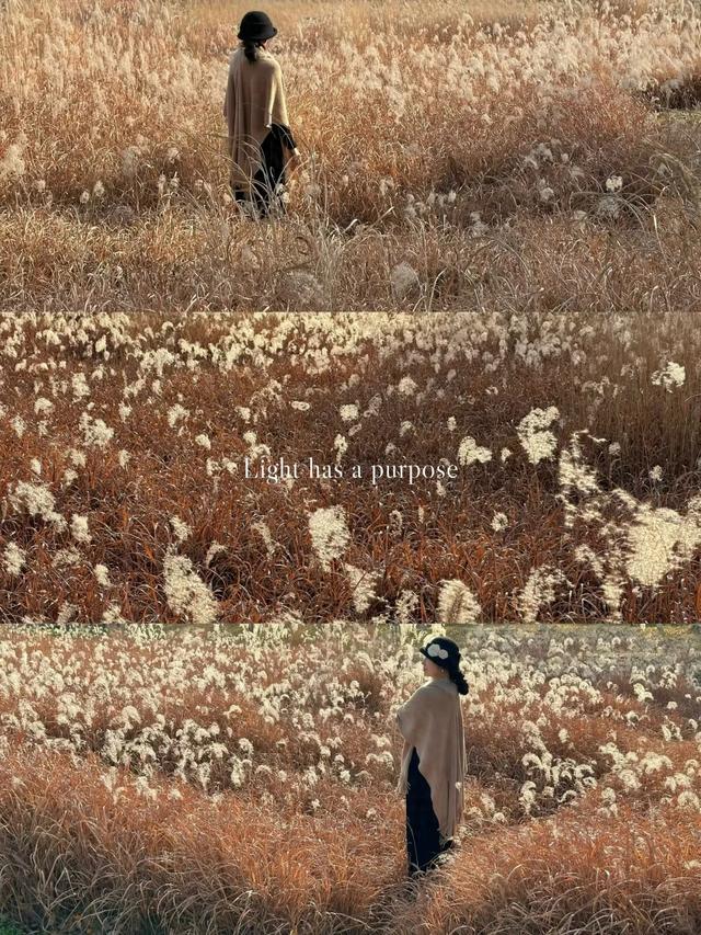 绒白胜雪！西安的芦苇仙境，氛围感拉满