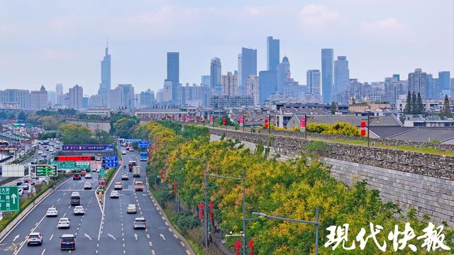 金黄缀枝、“灯笼”初挂，南京栾树把秋意带上枝头