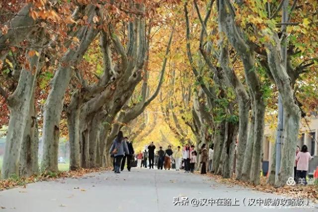 汉中老厂区的梧桐大道,太火了!