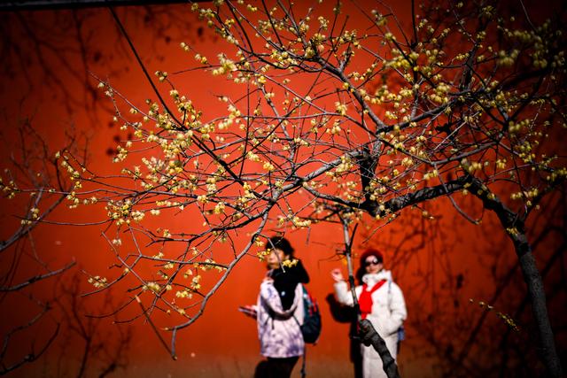 蜡梅飘香伴红墙 邂逅金陵独有的冬日浪漫