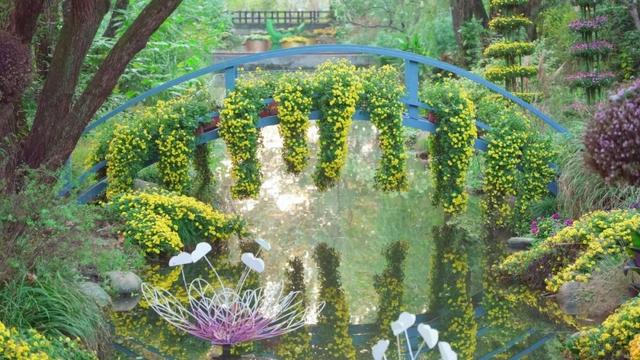 杨浦秋韵正浓 2025年上海菊花展闭幕倒计时！错过就要等明年！