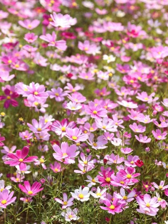 格桑花、紫花风铃木、雪白油茶花……肇庆这里太美了！
