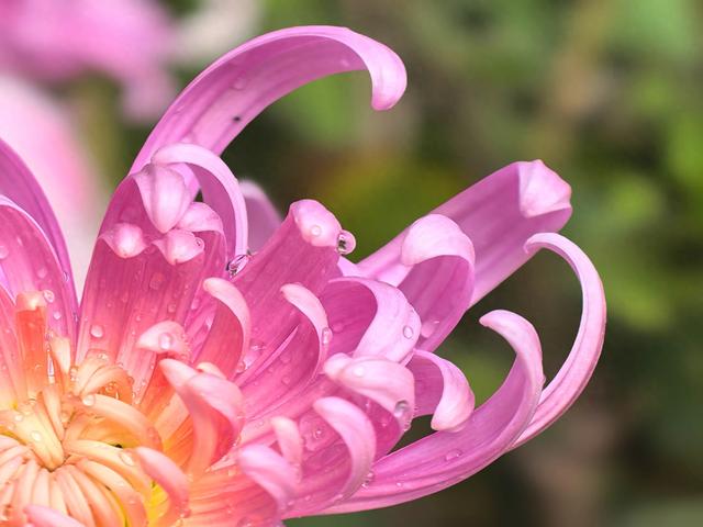 到红螺寺看室内菊花展：主打一个温暖清新