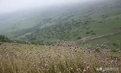 无人机飞越四千米花海，植物学家揭秘三百年杜鹃