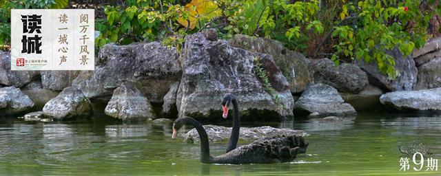 读城｜鹅鹅鹅！福州公园“顶流家族”又将"添丁"……