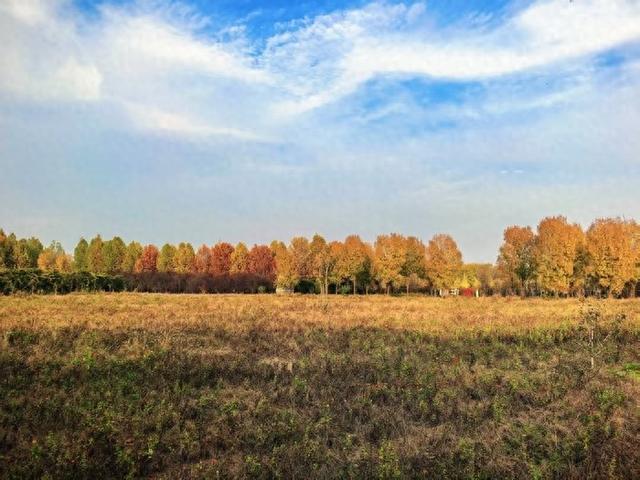 红叶飞、芦花摇，共赴一场和美丽山东的“大河之约”| 万里同心，共护黄河