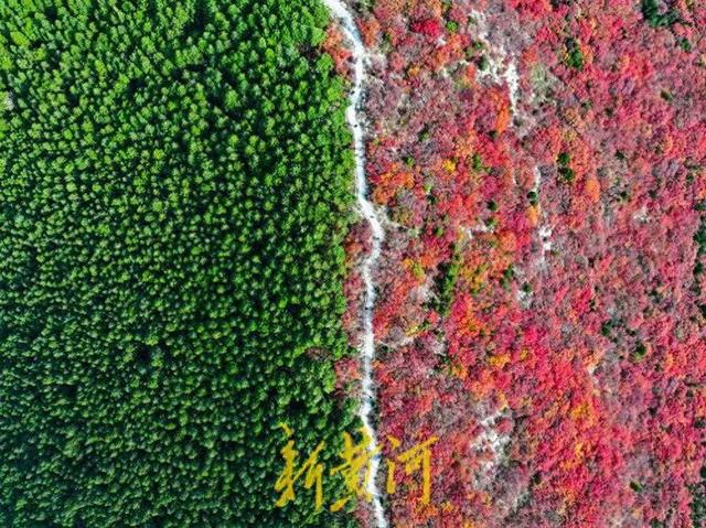 半山苍翠半山红！济南“鸳鸯火锅”惊艳上线 | 新黄河AI音乐