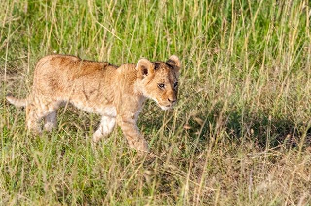 春节旅行卷向非洲！9天假期去肯尼亚看动物，成体验派游客新宠