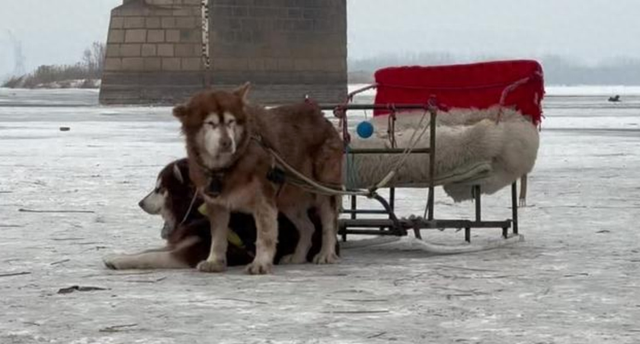 爆火的东北游里，“比家猫还乖”的雪狐不正常