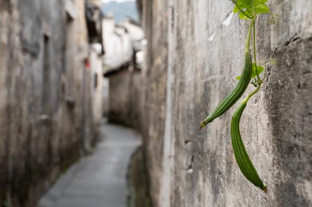 黟县西递村——从这里开始，慢慢翻开“徽派”的书