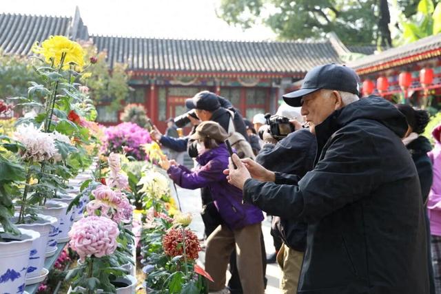 今日开幕！6000余盆菊花绽放，就在海淀这个公园——