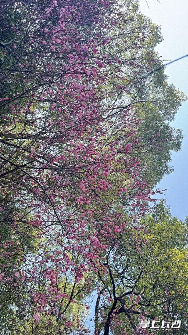 冬日限定浪漫已上新！省植物园梅茶争艳，鸟语伴暗香