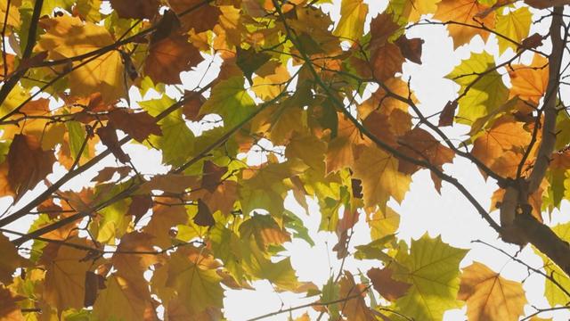 菏泽成武：法桐披金妆胜画 秋色流韵诗韵长